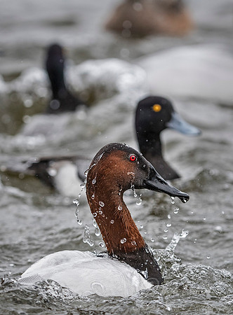 225 Canvasback Duck (Aythya valisineria) - Cambridge MD