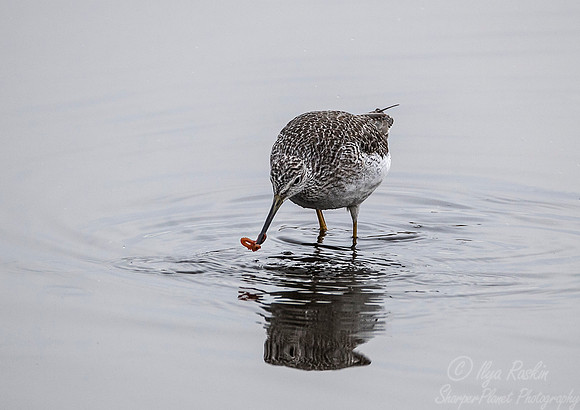 195 Greater yellowlegs (Tringa melanoleuca) - MD