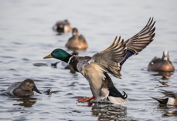 236 Mallard Duck male (Anas platyrhynchos) - Cambridge MD