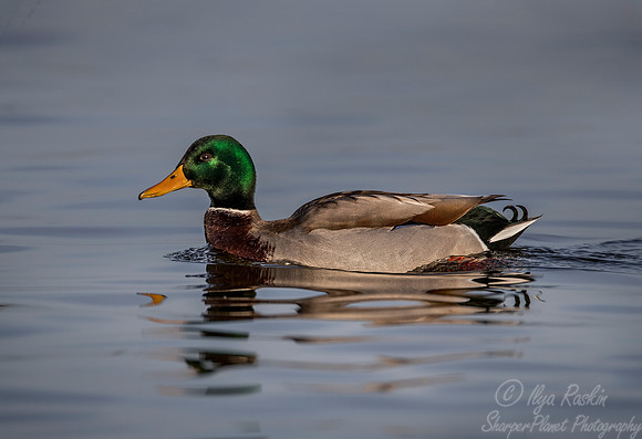237 Mallard Duck male (Anas platyrhynchos) - Cambridge MD
