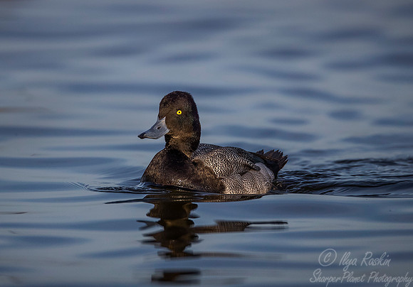238 Lesser Scaup (Aythya affinis) - Cambridge MD
