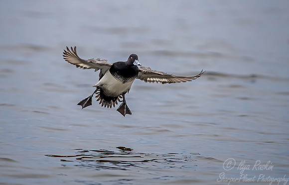 239 Lesser Scaup (Aythya affinis) - Cambridge MD
