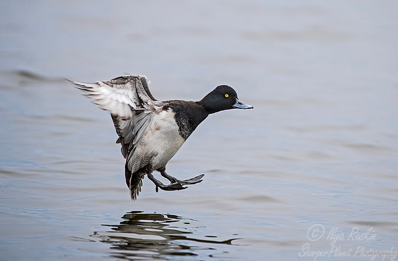 240 Lesser Scaup (Aythya affinis) - Cambridge MD