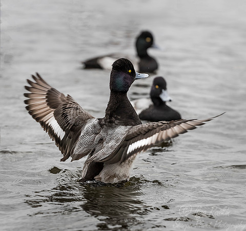 241 Lesser Scaup (Aythya affinis) - Cambridge MD