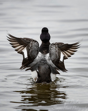 242 Lesser Scaup (Aythya affinis) - Cambridge MD