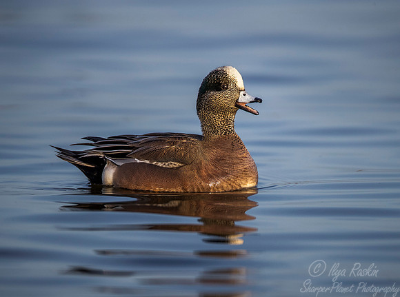 243 American Wigeon male (Anas americana) - Cambridge MD