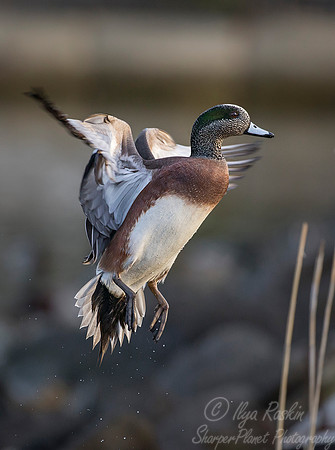 244 American Wigeon male (Anas americana) - Cambridge MD