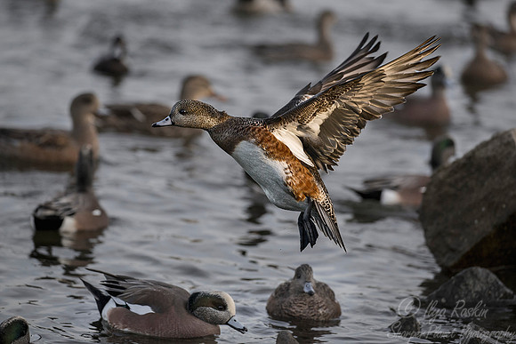 245 American Wigeon female (Anas americana) - Cambridge MD