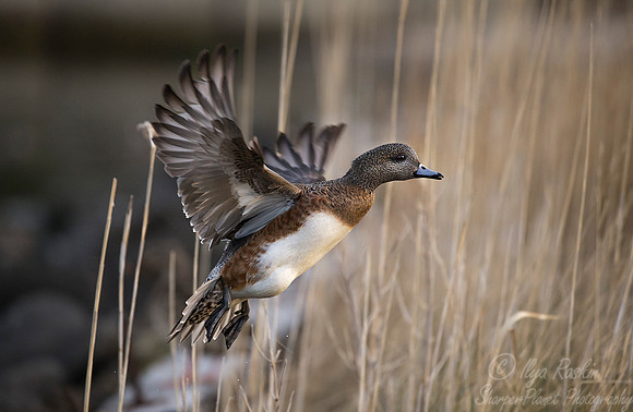246 American Wigeon female (Anas americana) - Cambridge MD