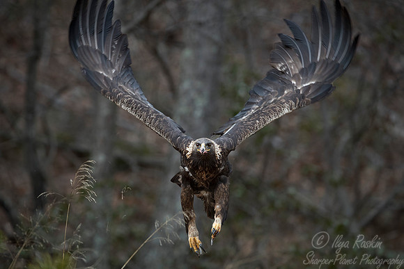 215 Golden Eagle (Aquila chrysaetos) WV