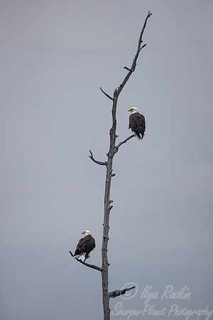 213 Bald Eagle (Haliaeetus leucocephalus) - MD