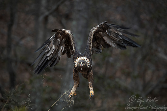 216 Golden Eagle (Aquila chrysaetos) WV