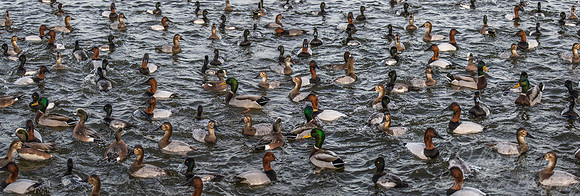 216 Ducks - Cambridge MD