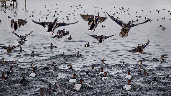 217 Ducks - Cambridge MD