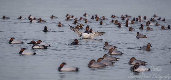 219 Canvasback Ducks (Aythya valisineria) - Cambridge MD