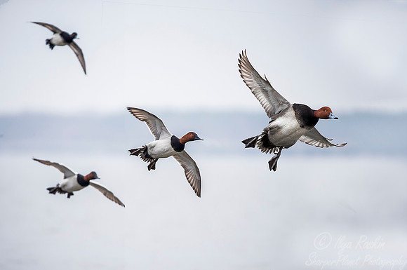 220 Canvasback and Redhead Ducks (Aythya valisineria and Aythya americana) Cambridge MD