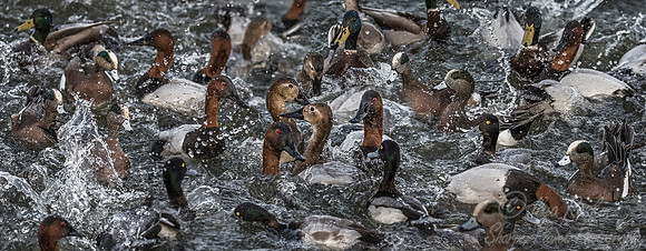 218 Ducks - Cambridge MD
