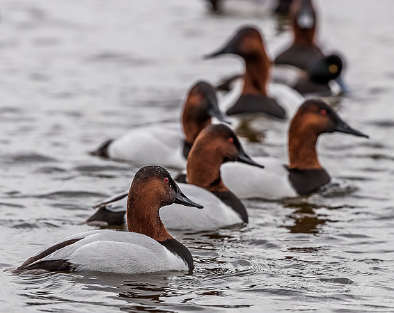 221 Canvasback Ducks (Aythya valisineria) - Cambridge MD