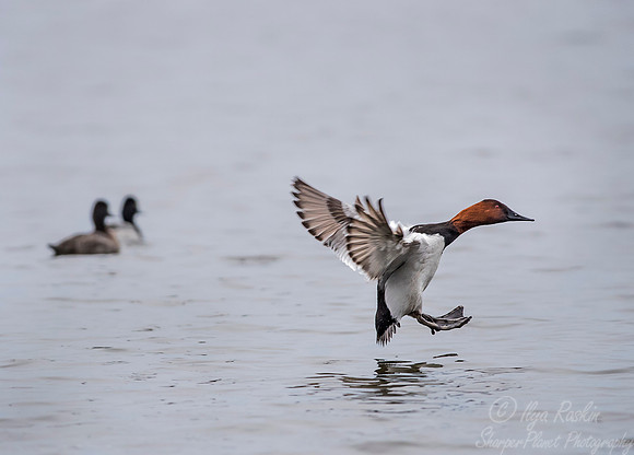 222 Canvasback Duck (Aythya valisineria) - Cambridge MD
