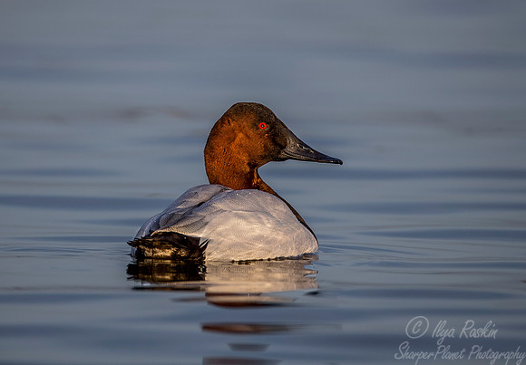 223 Canvasback Duck male (Aythya valisineria) - Cambridge MD