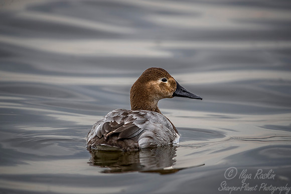 224 Canvasback Duck female(Aythya valisineria) - Cambridge MD