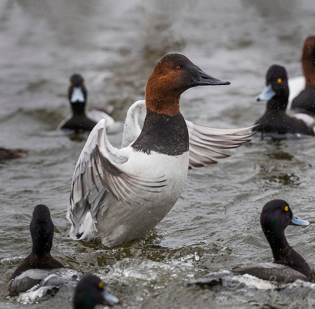 226 Canvasback Duck (Aythya valisineria) - Cambridge MD