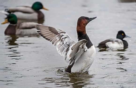 227 Canvasback Duck (Aythya valisineria) - Cambridge MD