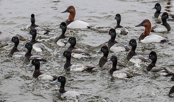 228 Lesser Scaup and Canvasback Ducks (Aythya affinis and Aythya valisineria) MD