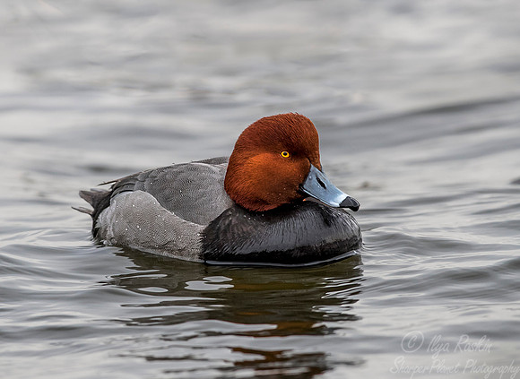 229 Redhead Duck (Aythya valisineria) - Cambridge MD