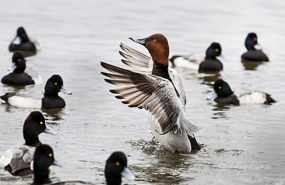 230 Redhead Duck (Aythya valisineria) - Cambridge MD