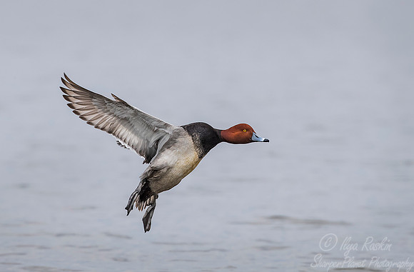 231 Redhead Duck (Aythya valisineria) - Cambridge MD