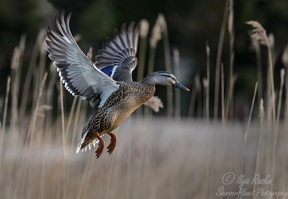 232 Mallard Duck femail (Anas platyrhynchos) - Cambridge MD