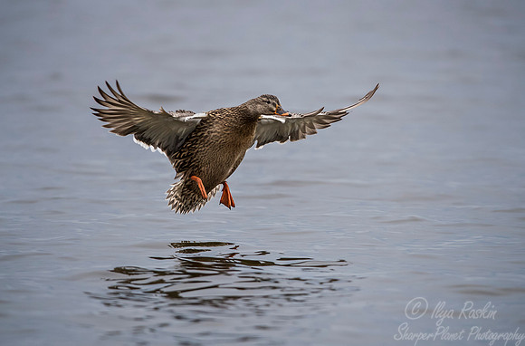 233 Mallard Duck female (Anas platyrhynchos) - Cambridge MD