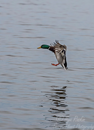 234 Mallard Duck male (Anas platyrhynchos) - Cambridge MD