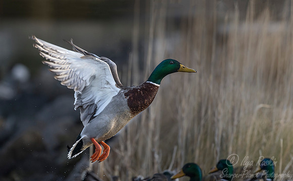 235 Mallard Duck male (Anas platyrhynchos) - Cambridge MD