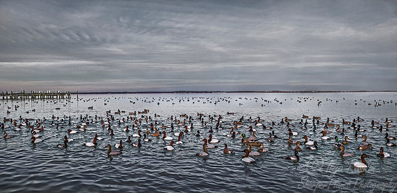215 Ducks - Cambridge MD