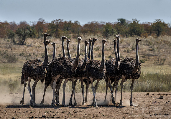 060 African Ostriches (Struthio camelus) - KNP South Africa