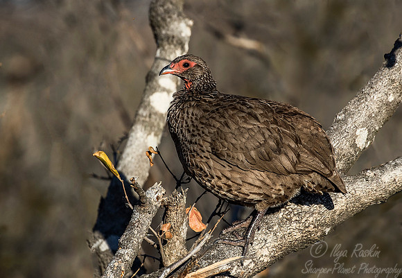 063 Swainson's Francolin (Pternistis swainsonii) - KNP South Africa