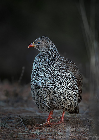 064 Natal Spurfowl (Pternistis natalensis) - KNP South Africa