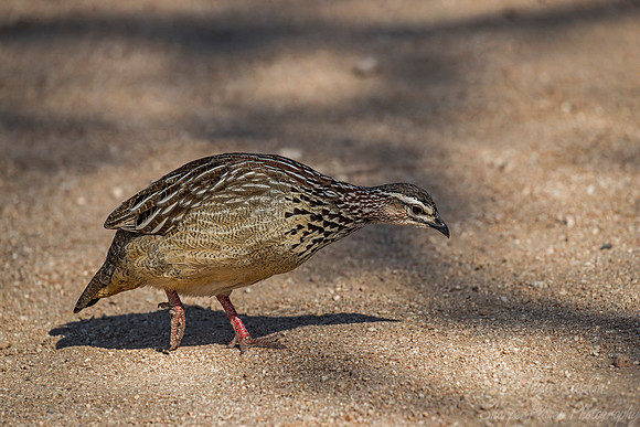 062 Crested Francolin (Dendroperdix sephaena) - KNP South Africa