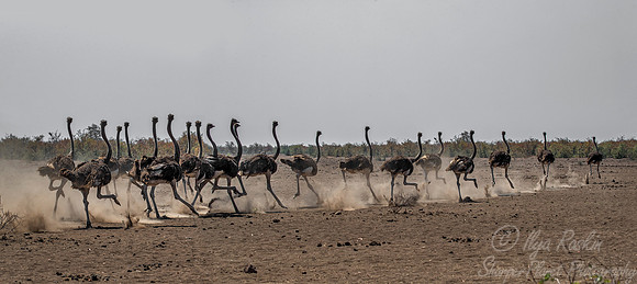 061  African Ostriches (Struthio camelus) - KNP South Africa