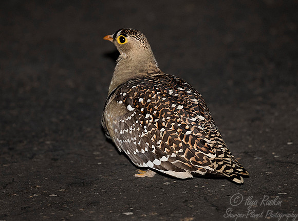 065 Red-billed Francolin (Pternistis adspersus) - KNP South Africa