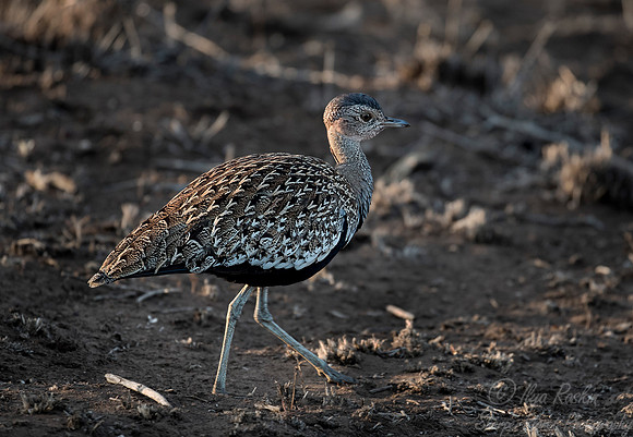 066 Black-bellied Korhaan (Lissotis melanogaster) - KNP South Africa