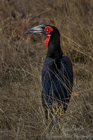 067 Southern Ground Hornbill (Bucorvus leadbeateri) - KNP South Africa