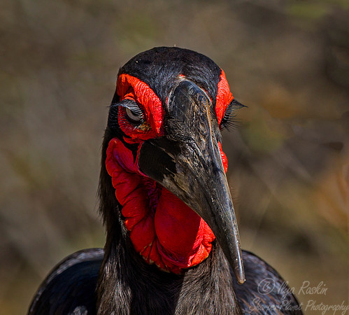 068 Southern Ground Hornbill (Bucorvus leadbeateri) - KNP South Africa