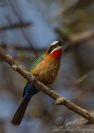 069 White-fronted Bee-eater (Merops bullockoides) - KNP South Africa