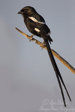 070 Magpie Shrike (Urolestes melanoleucus) - KNP South Africa