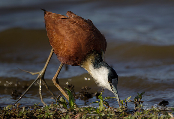 071 African Jacana (Actophilornis africanus) - KNP South Africa