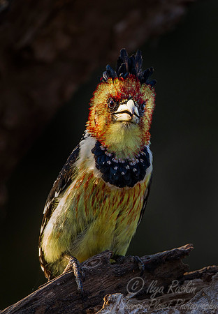 072 Crested Barbet (Trachyphonus vaillantii) - KNP South Africa