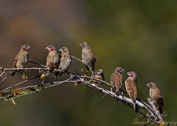 073 Cut-throat Finch (Amadina fasciata) - KNP South Africa